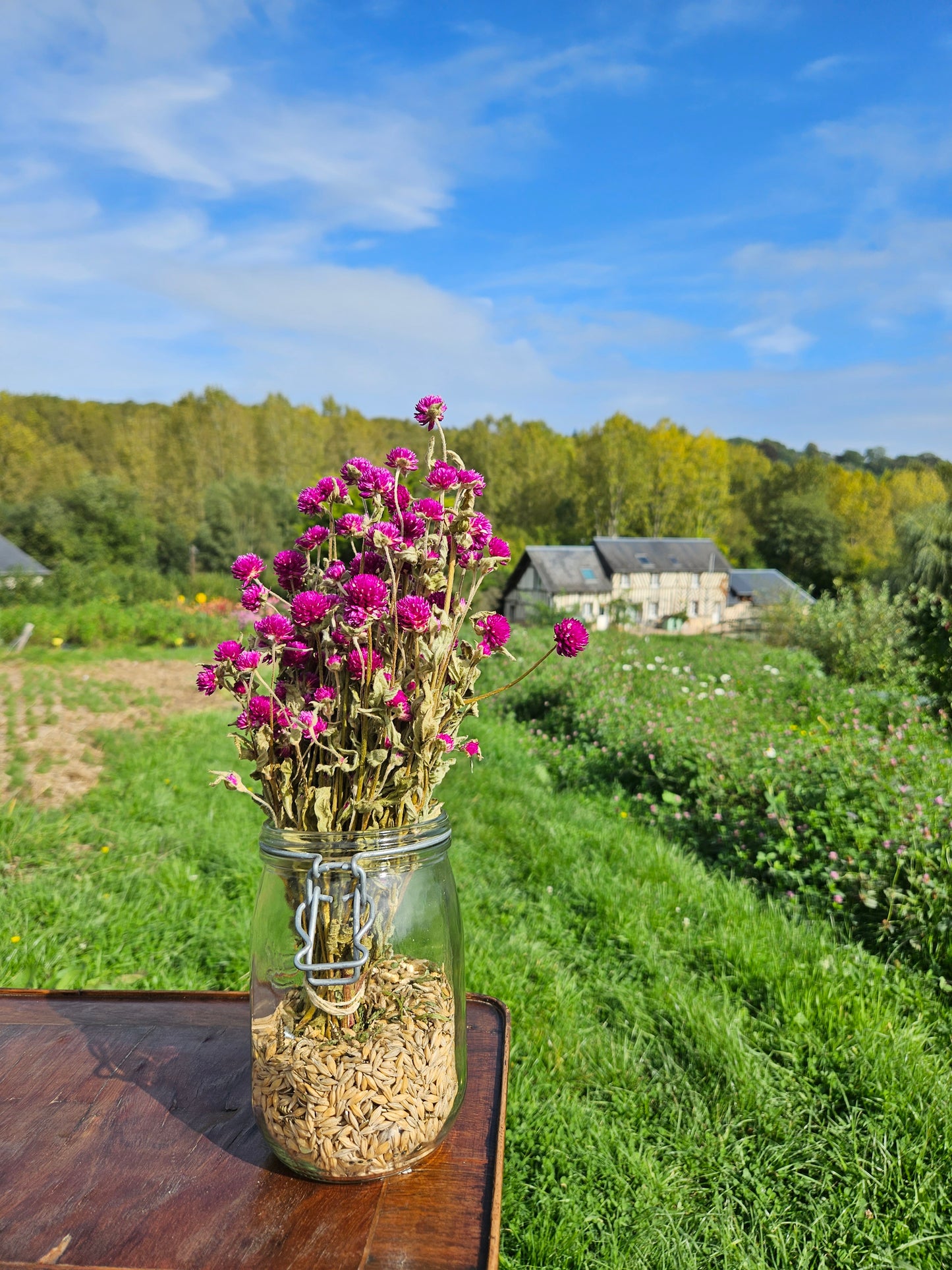 Gomphrena globosa violet séchée Fleurs séchées françaises normandie Fleurs de la Clarté bottes grossiste diy pas cher