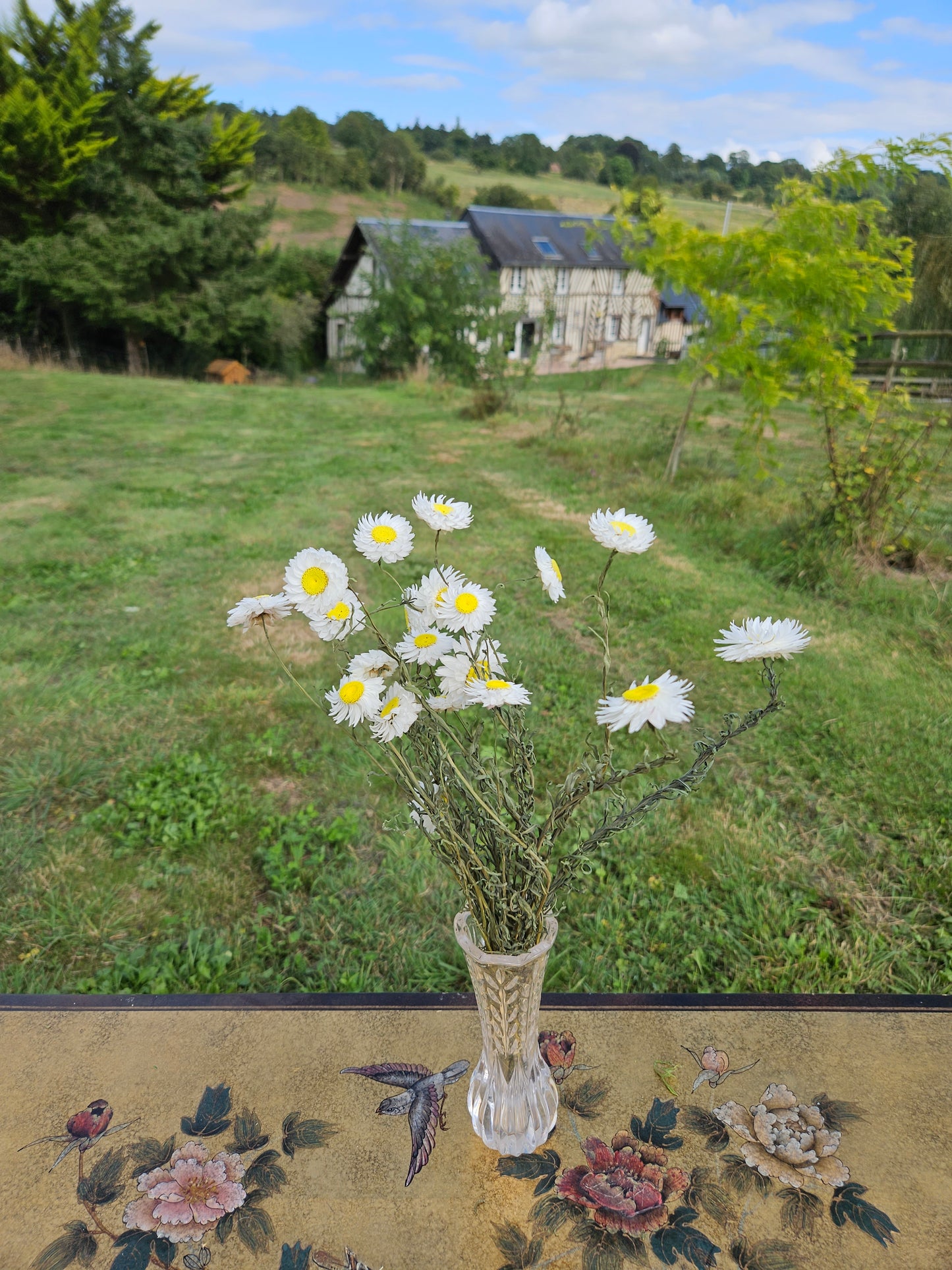Acroclinium blanc séché