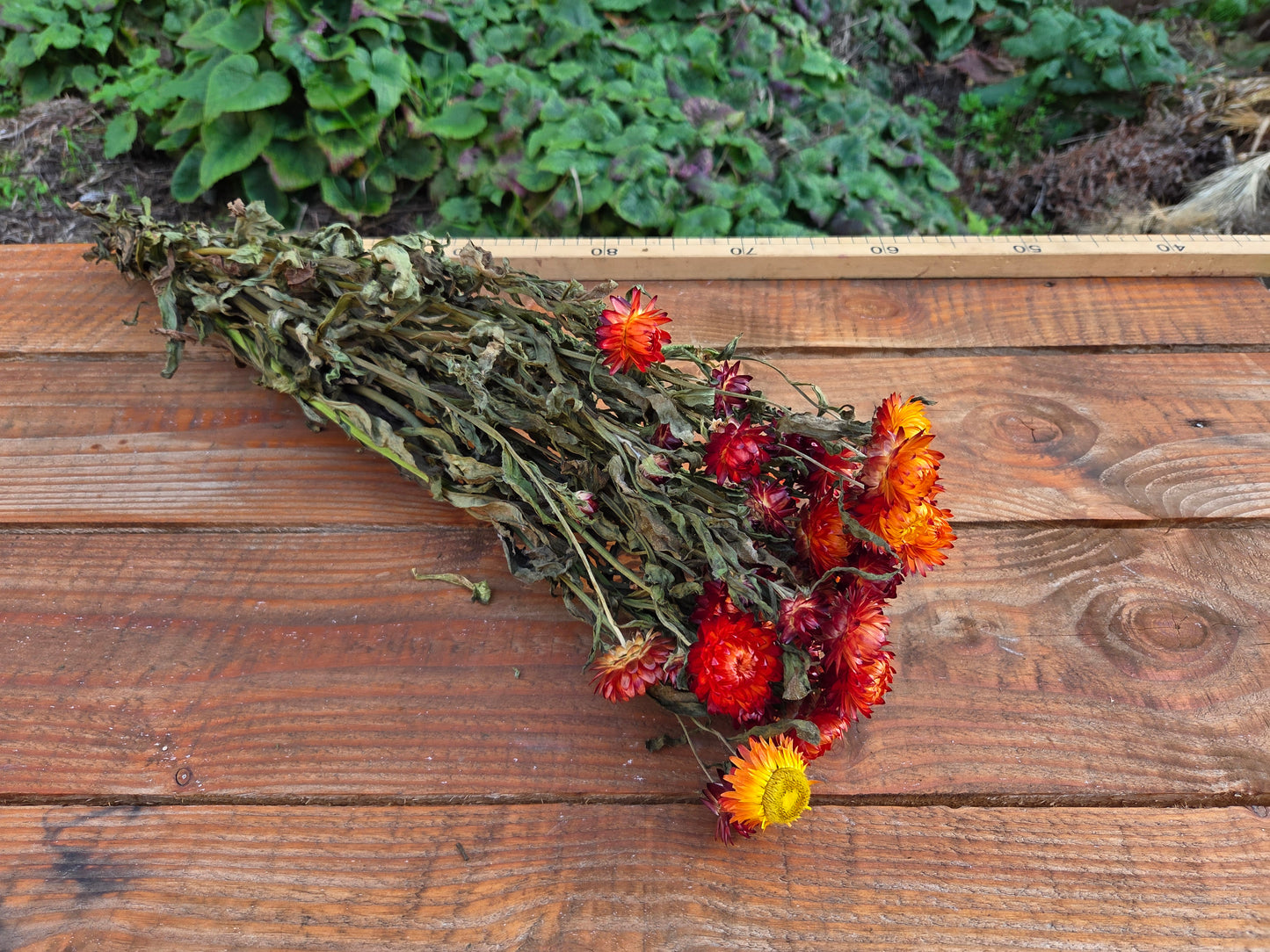 Immortelle orange séchée