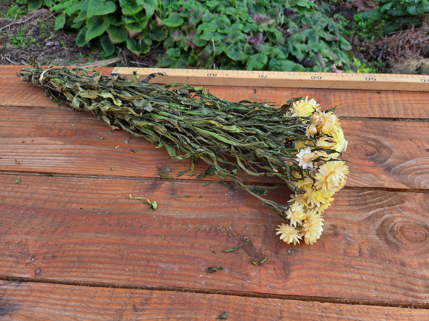 Immortelle jaune pâle séchée