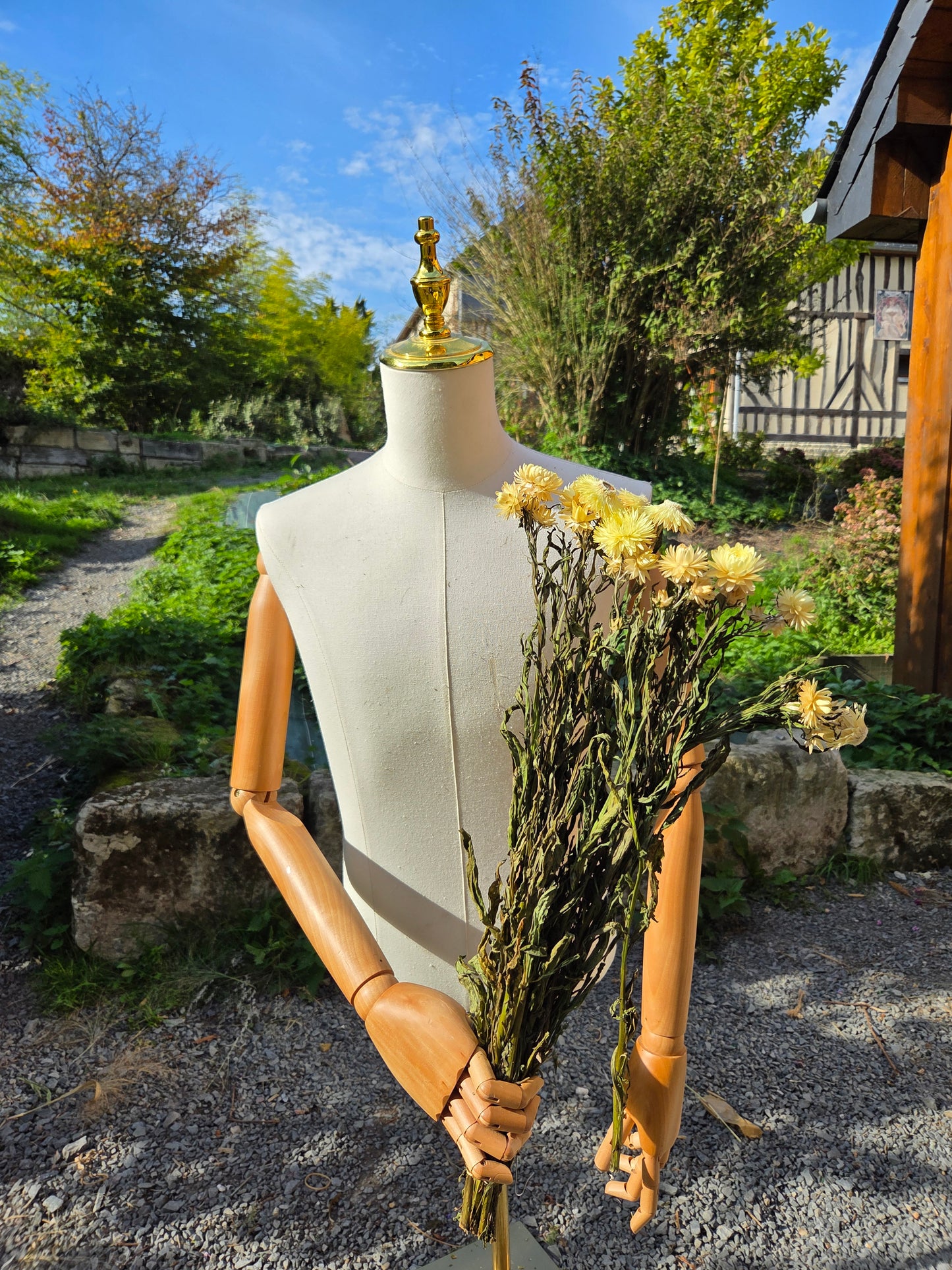 Immortelle jaune pâle séchée