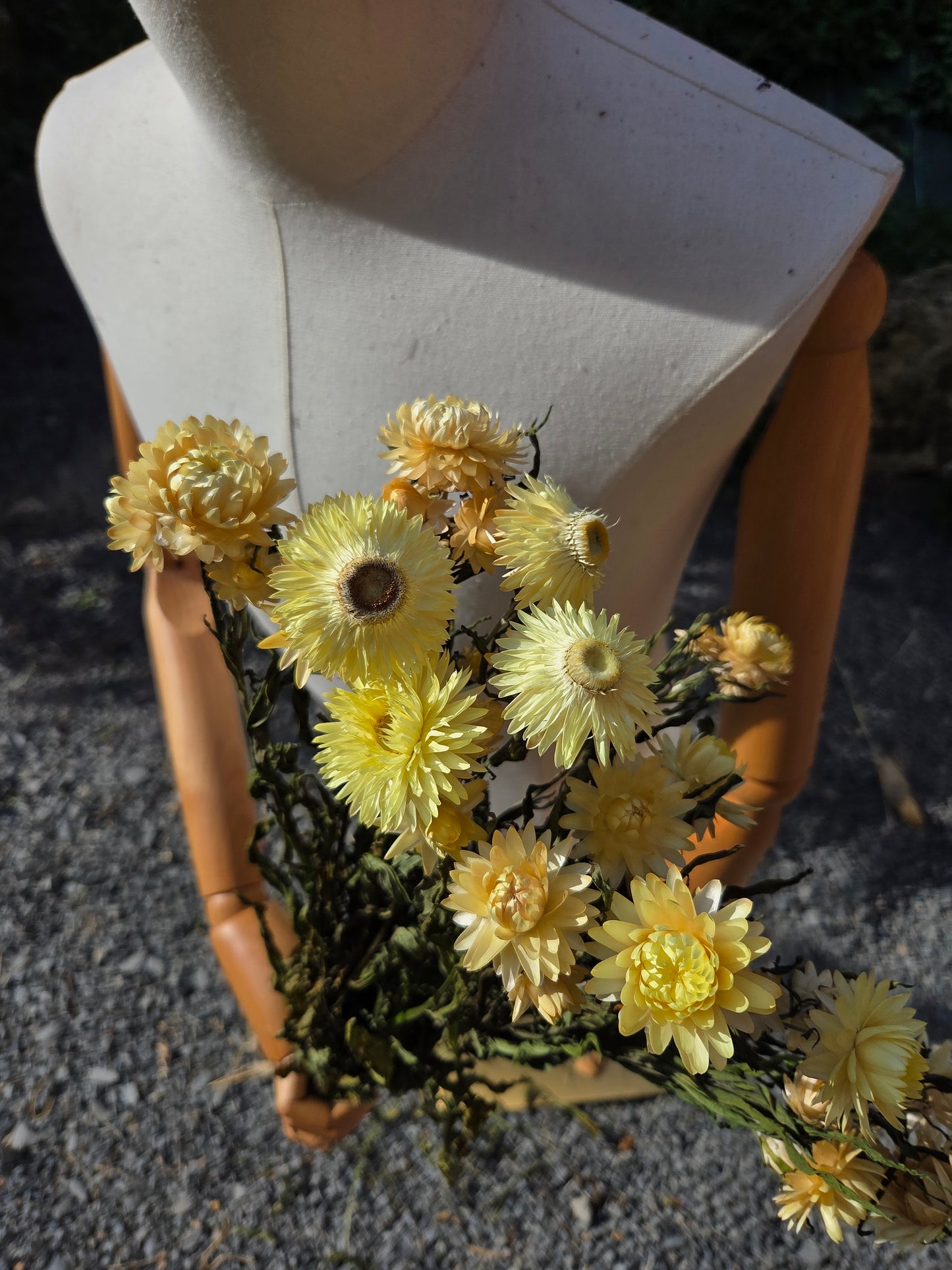 Immortelle jaune pâle séchée