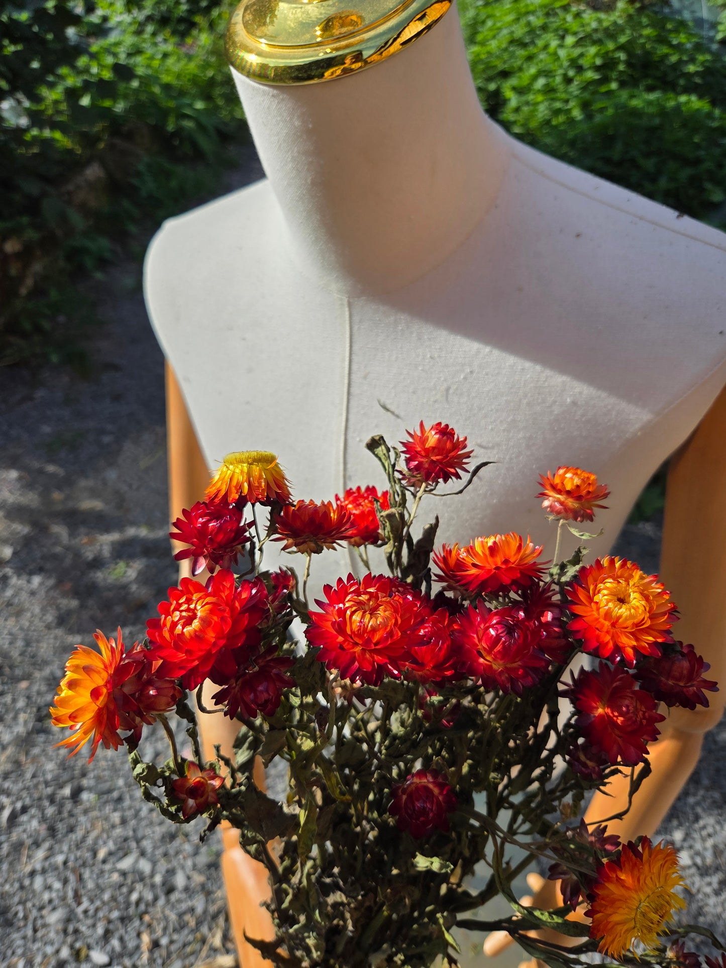 Immortelle orange séchée