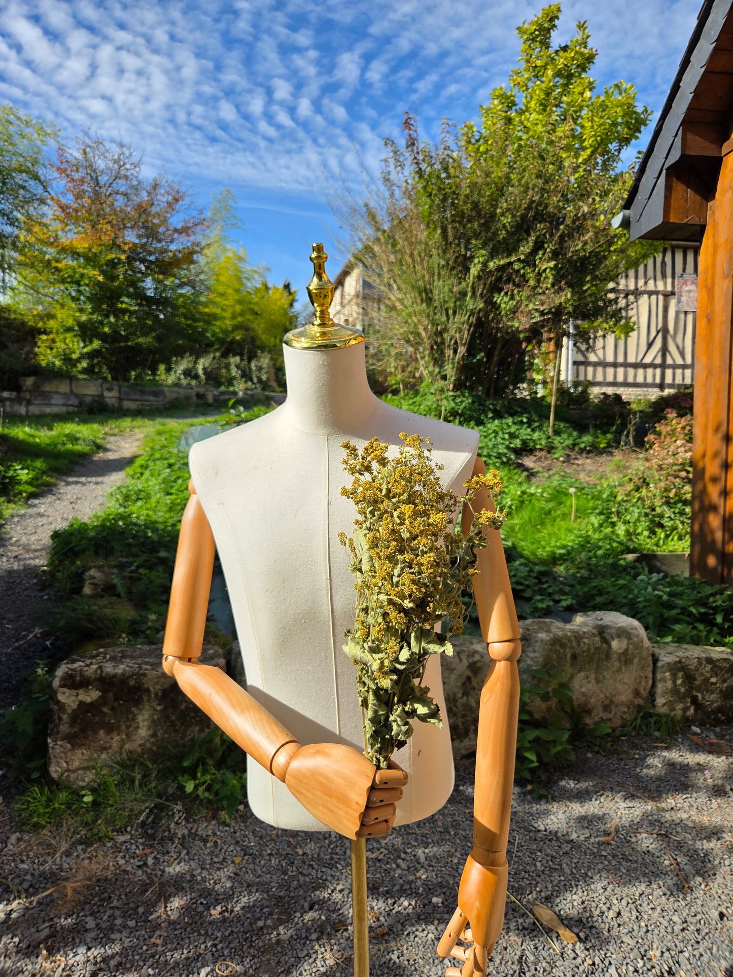 Alchémille séchée