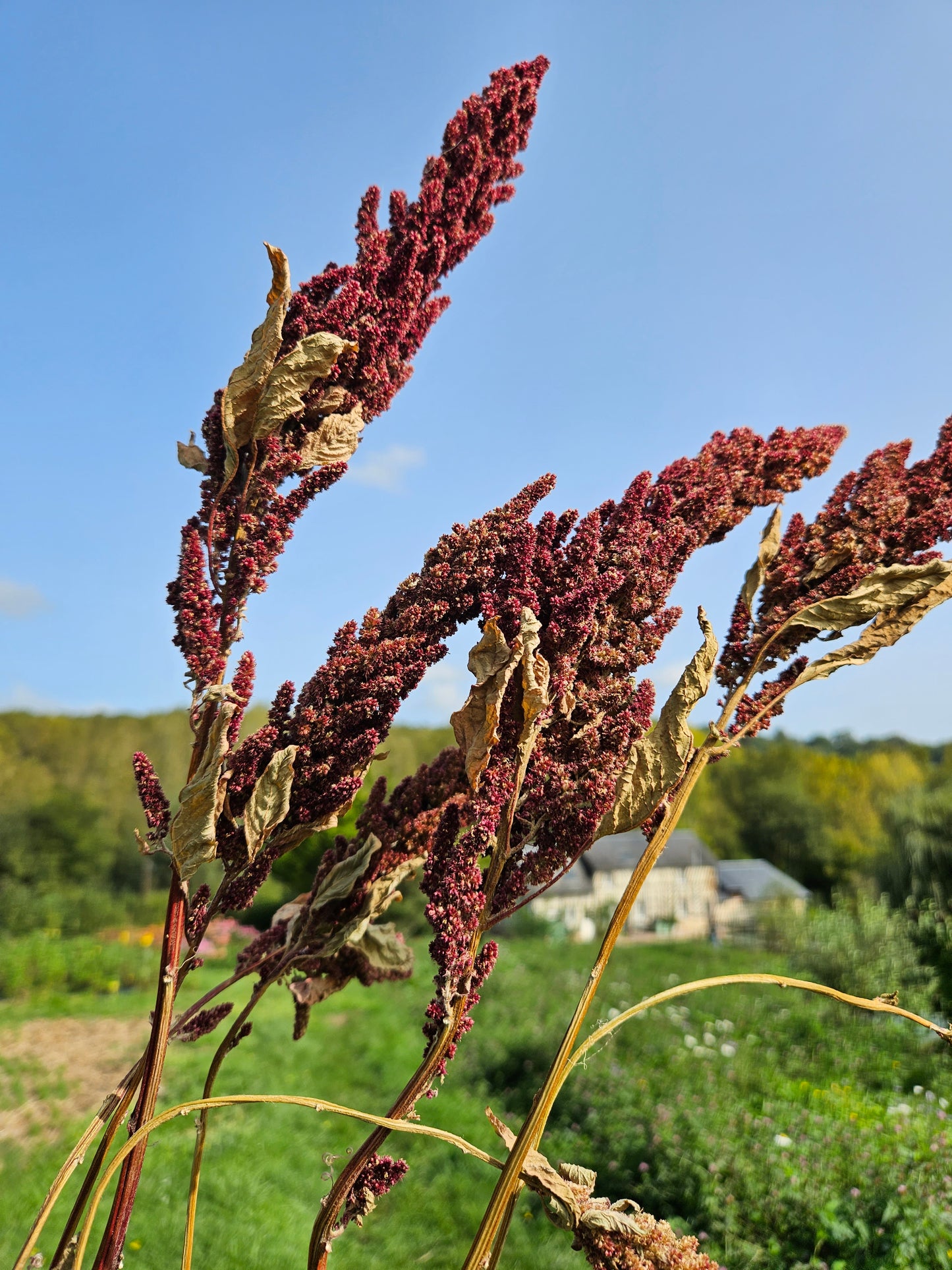 Amarante érigée séchée Fleurs séchées françaises normandie Fleurs de la Clarté bottes grossiste diy pas cher