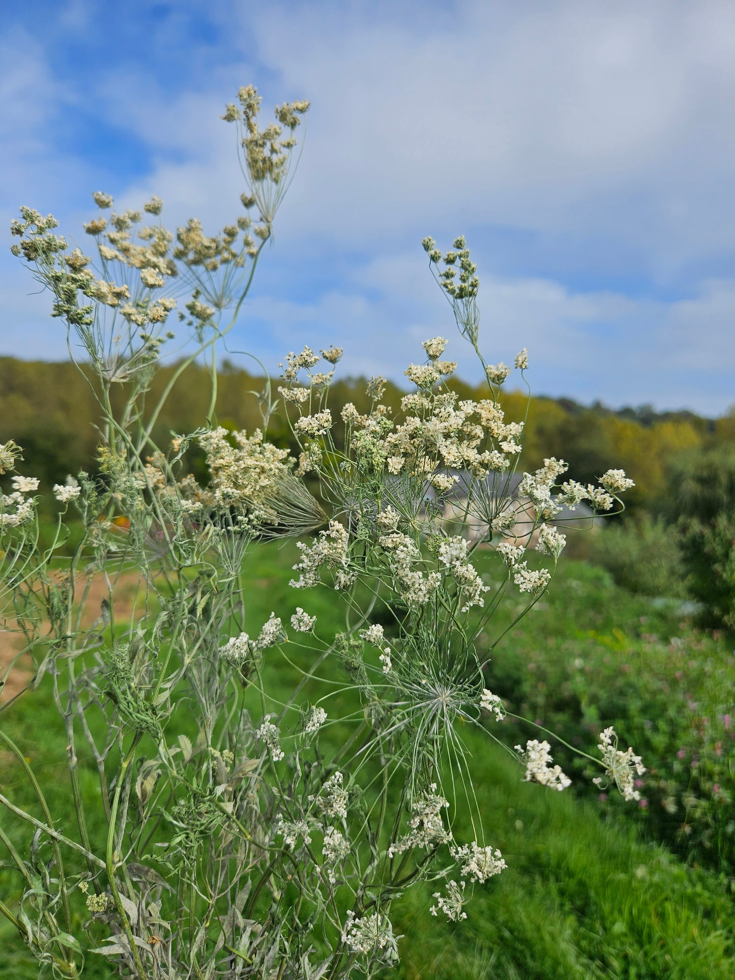 Ammi majus séchée Fleurs séchées françaises normandie Fleurs de la Clarté bottes grossiste diy pas cher