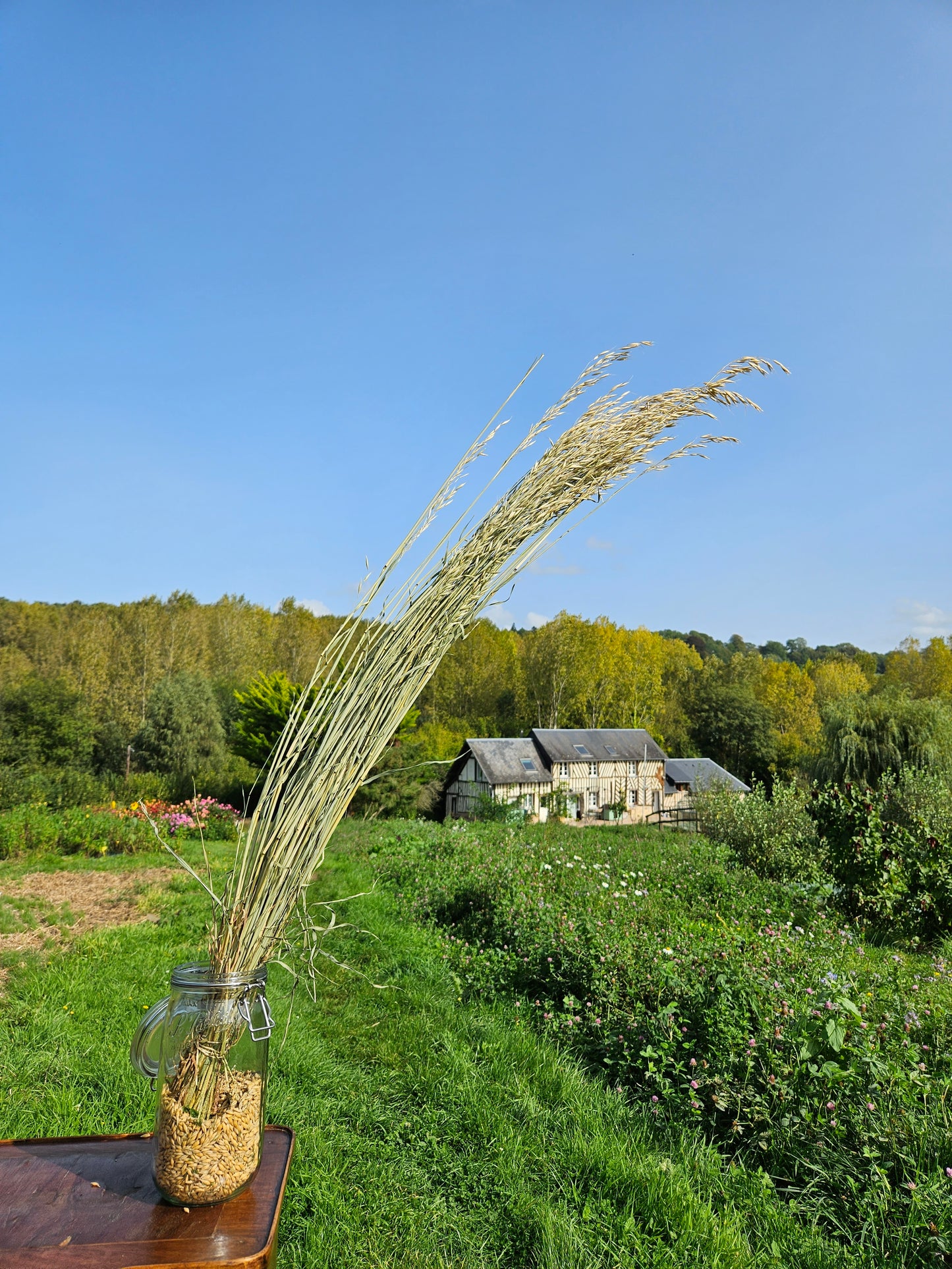 Avoine séchée Fleurs séchées françaises normandie Fleurs de la Clarté bottes grossiste diy pas cher
