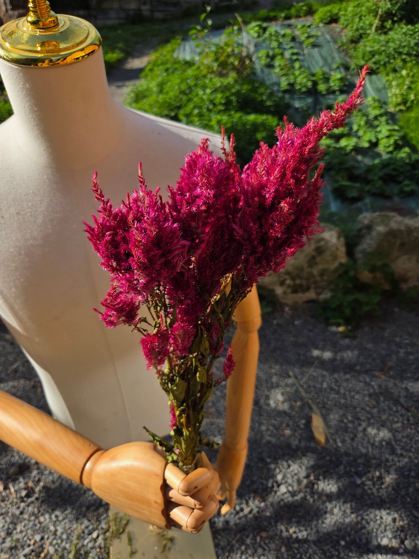 Célosie plumosa rose séchée
