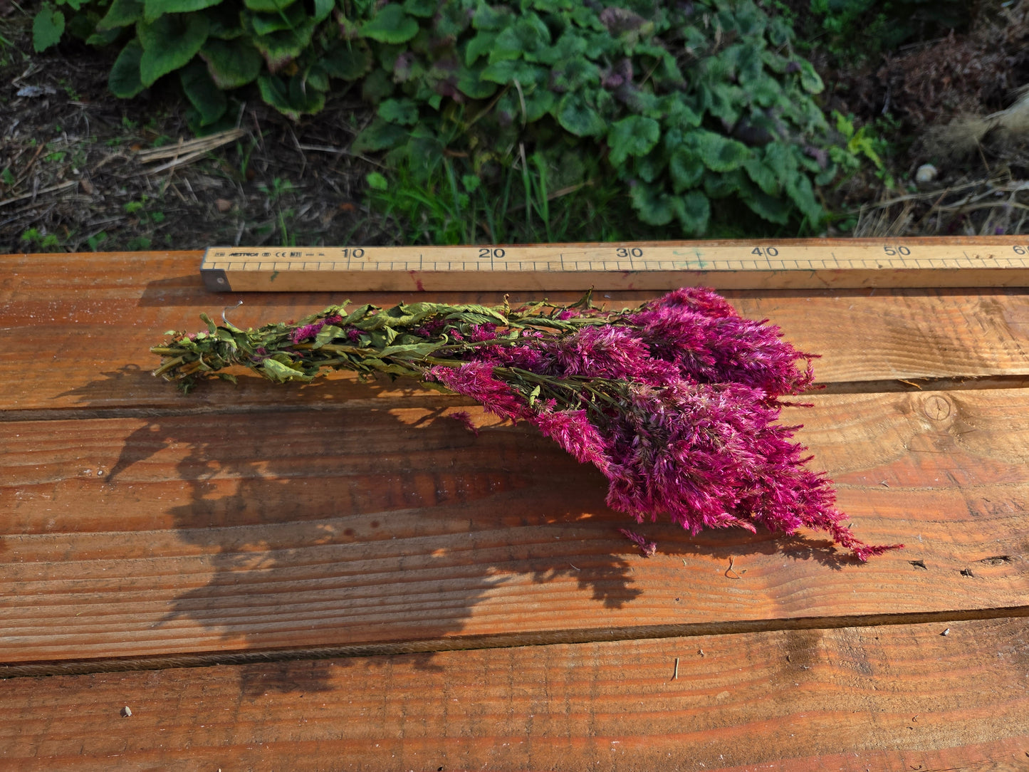 Célosie plumosa rose séchée