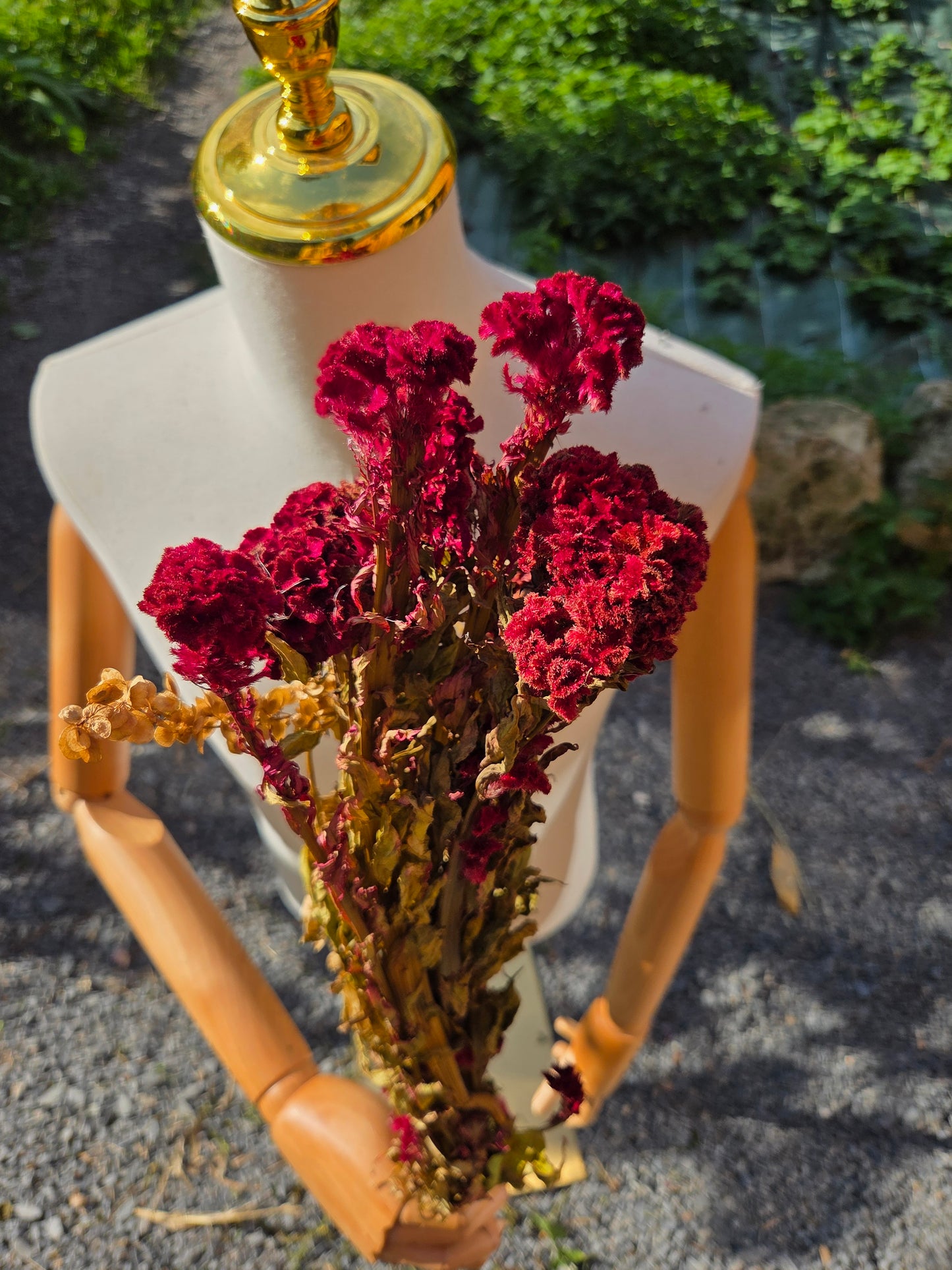 Célosie rouge crête de coq séchée