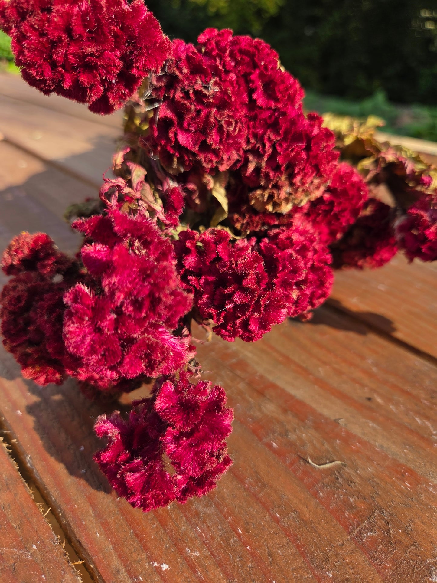 Célosie rouge crête de coq séchée