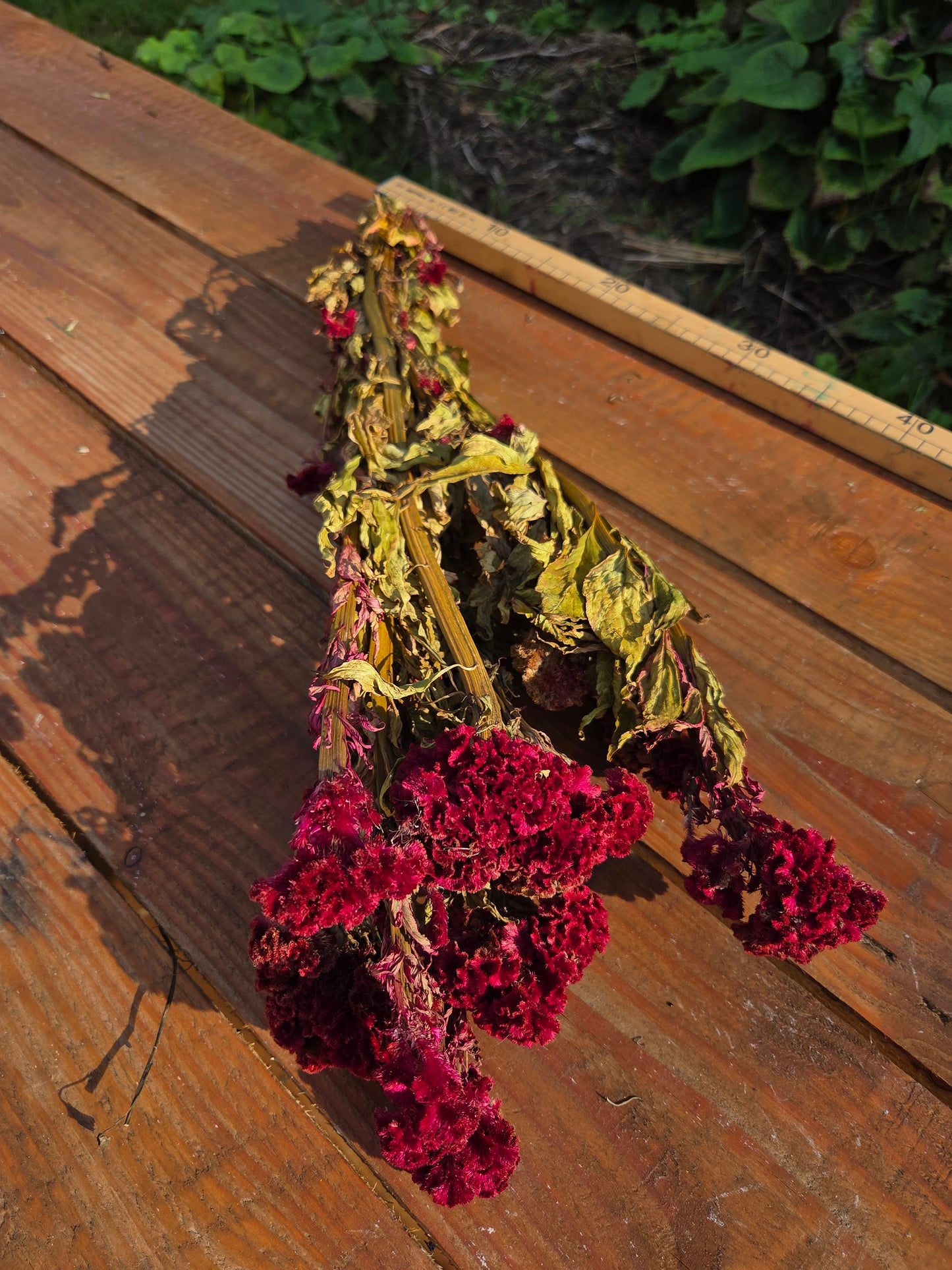 Célosie rouge crête de coq séchée