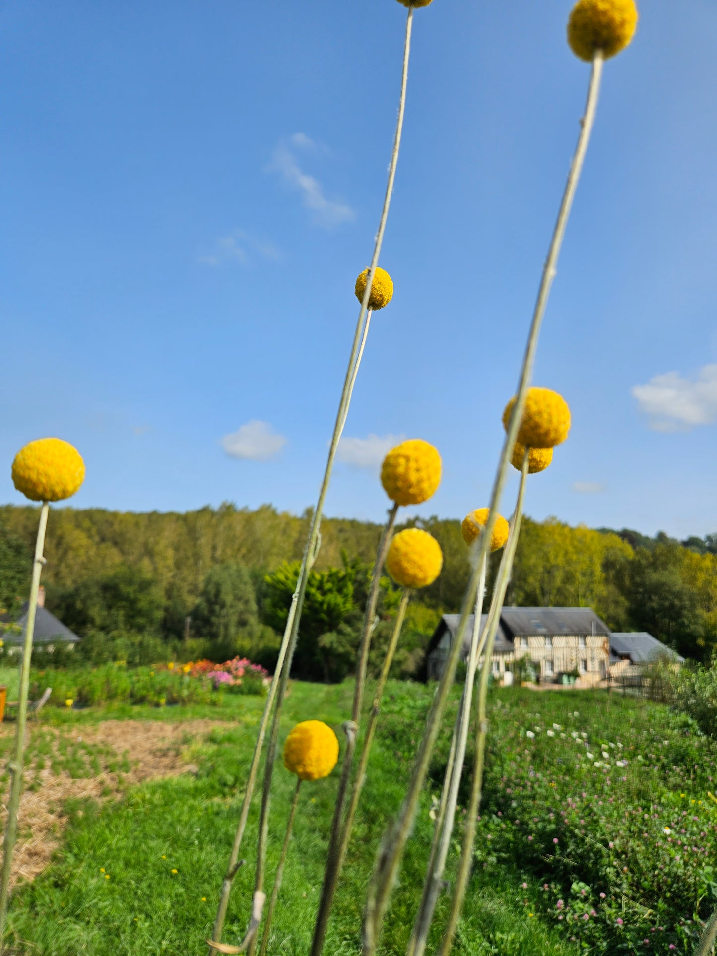 Craspedia globosa jaune séchée Fleurs séchées françaises normandie Fleurs de la Clarté bottes grossiste diy pas cher