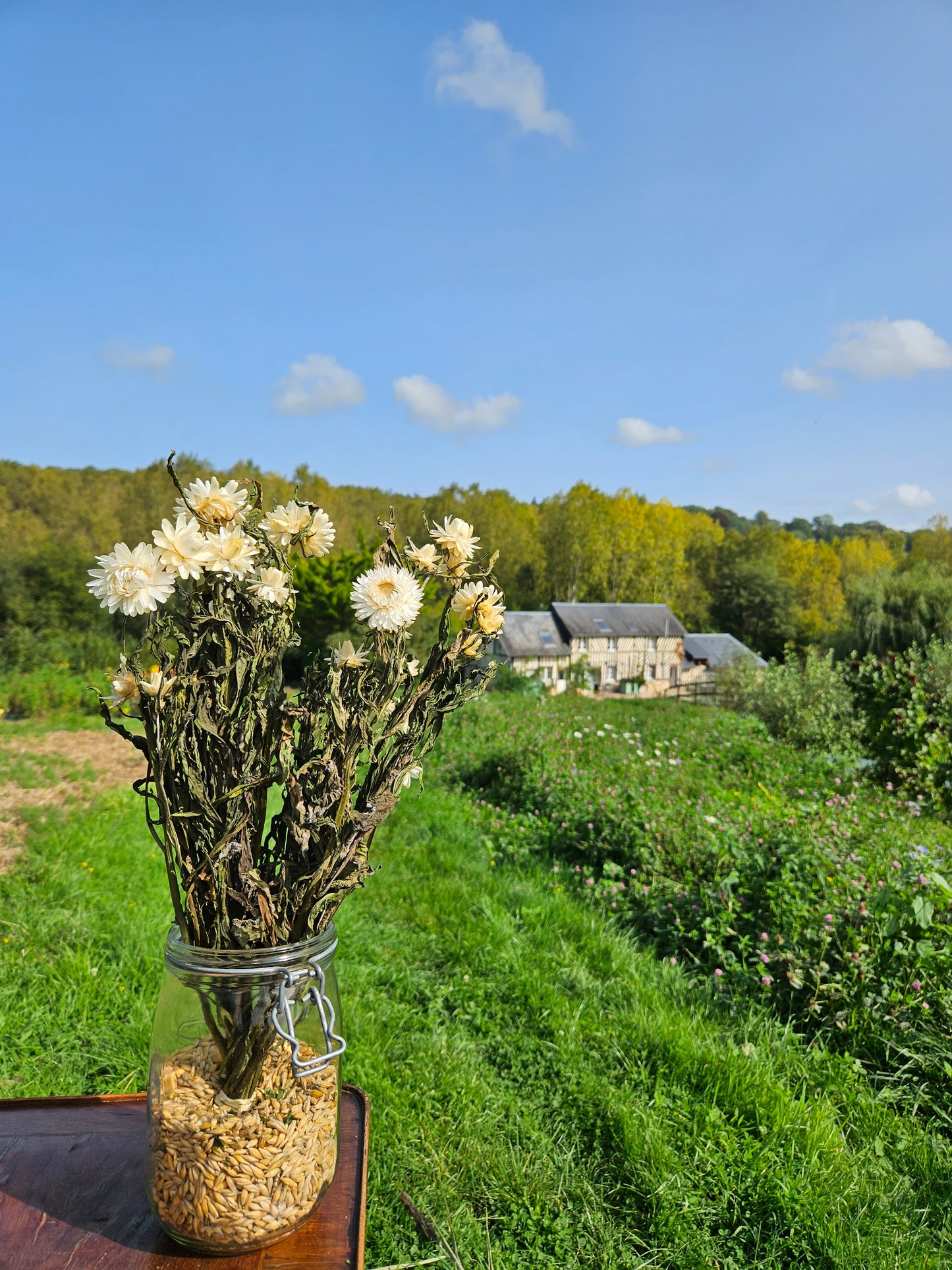 Immortelle blanche séchée Fleurs séchées françaises normandie Fleurs de la Clarté bottes grossiste diy pas cher