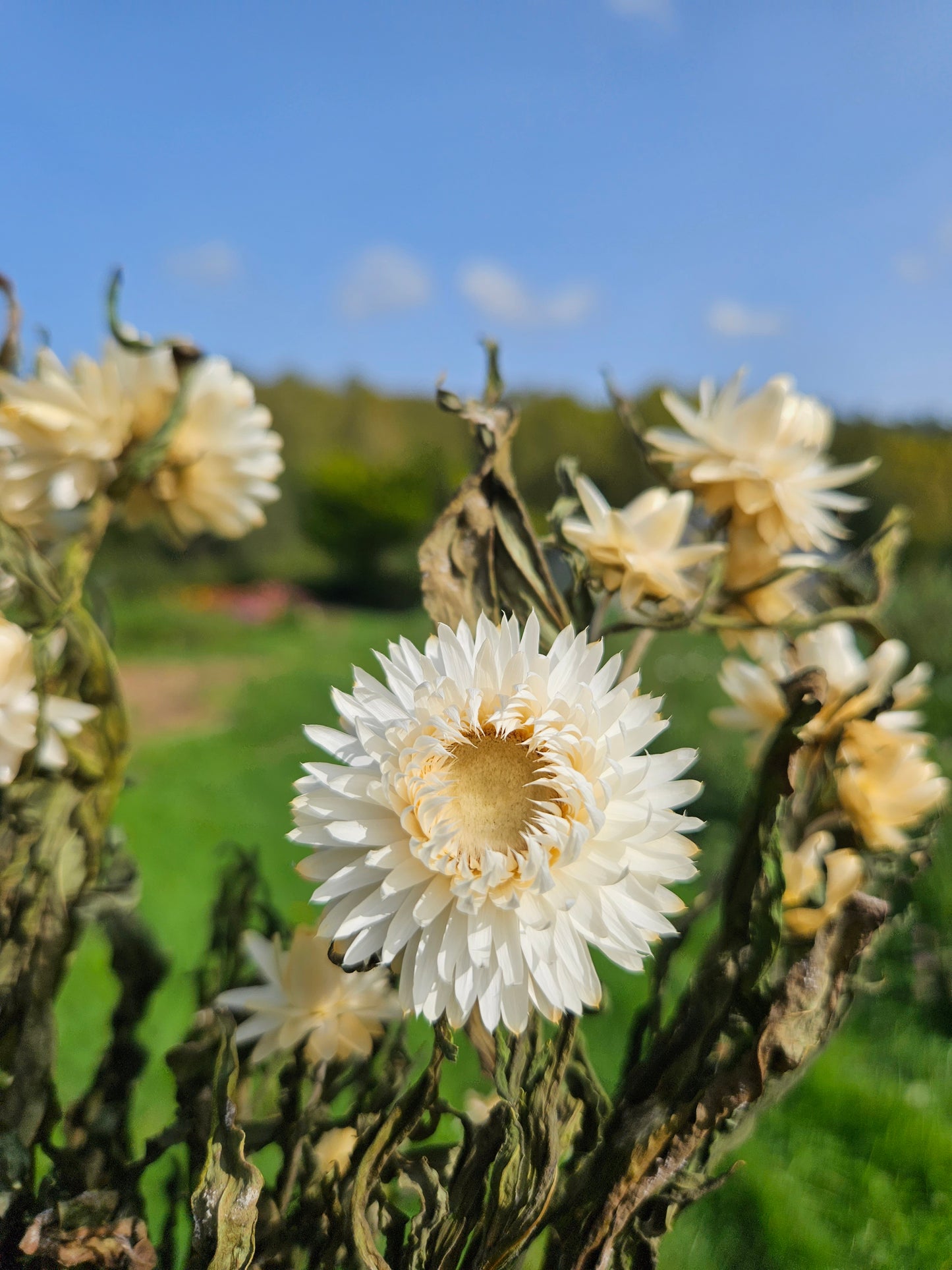 Immortelle blanche séchée Fleurs séchées françaises normandie Fleurs de la Clarté bottes grossiste diy pas cher