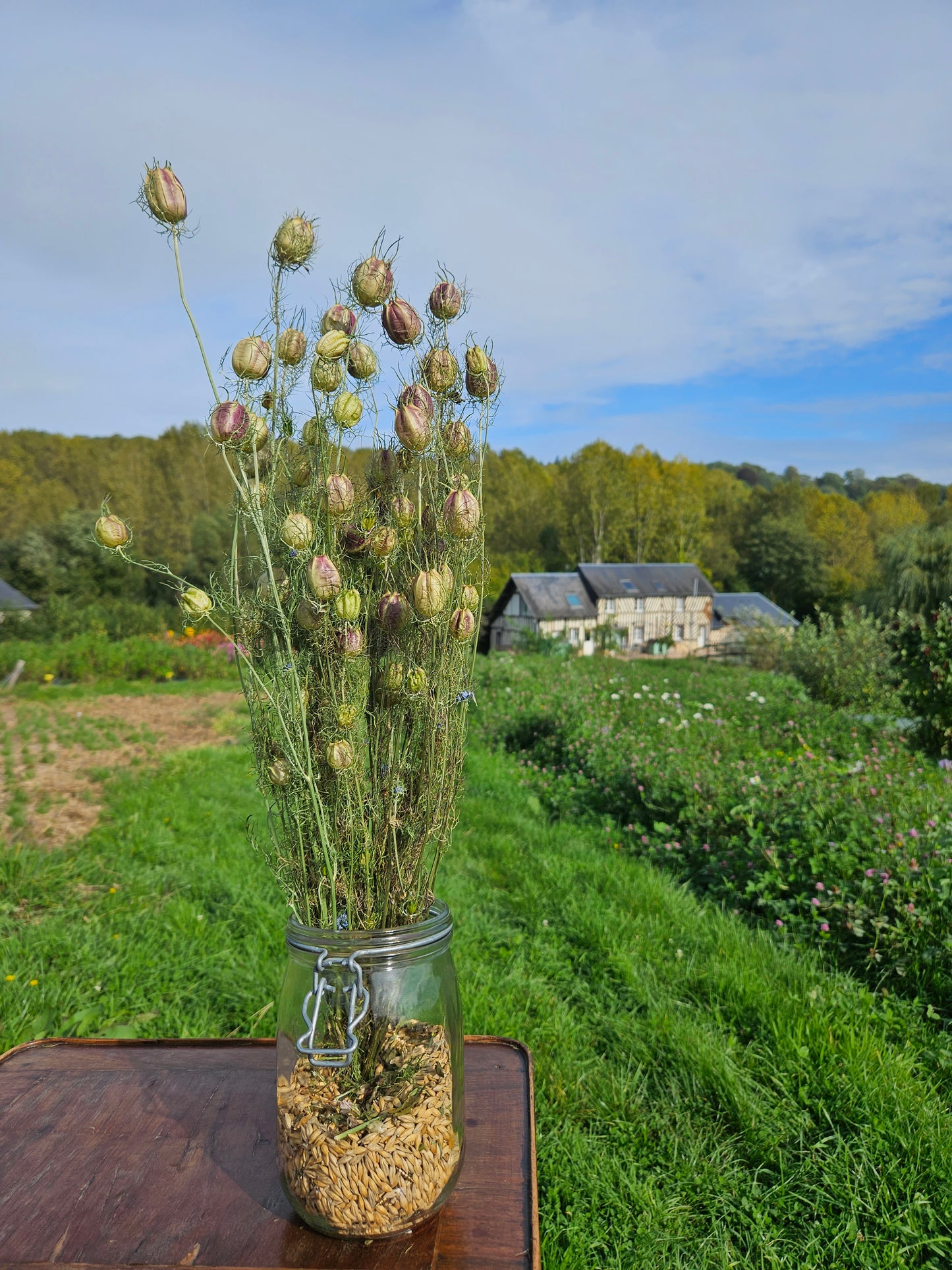 Nigelle de damas séchée Fleurs séchées françaises normandie Fleurs de la Clarté bottes grossiste diy pas cher