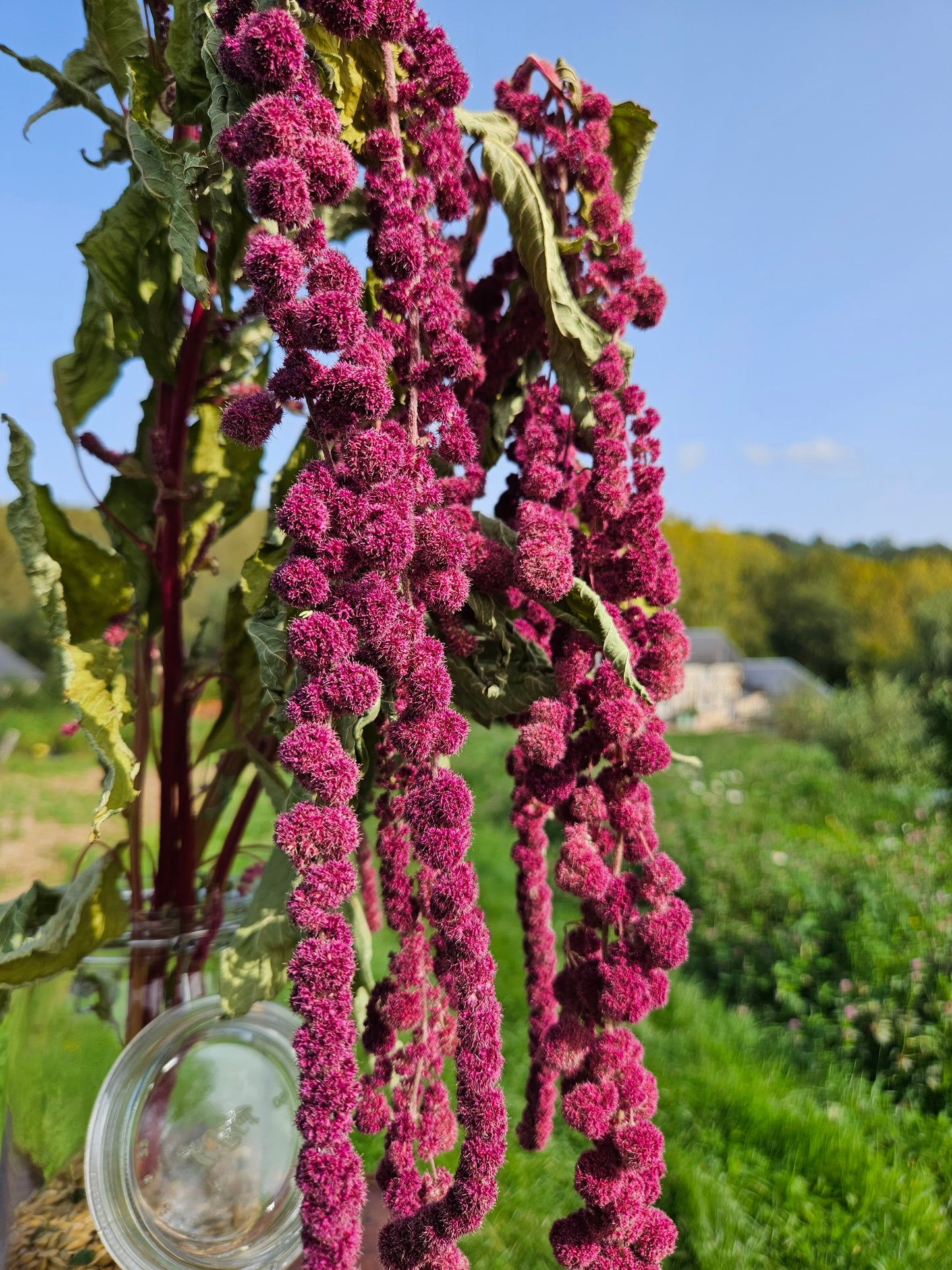 Amarante queue de renard séchée Fleurs séchées françaises normandie Fleurs de la Clarté bottes grossiste diy pas cher