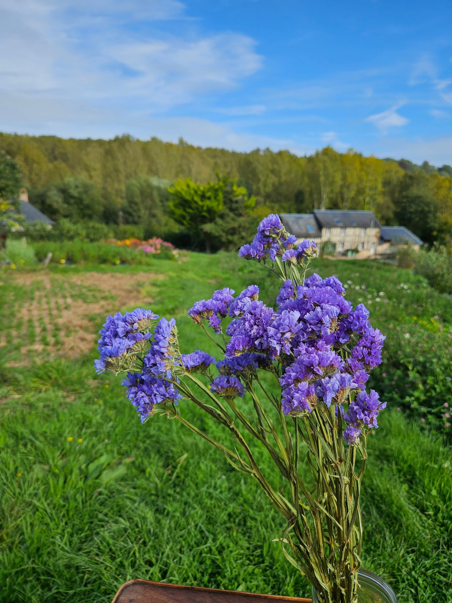 Statice sinuata bleu séchée Fleurs séchées françaises normandie Fleurs de la Clarté bottes grossiste diy pas cher