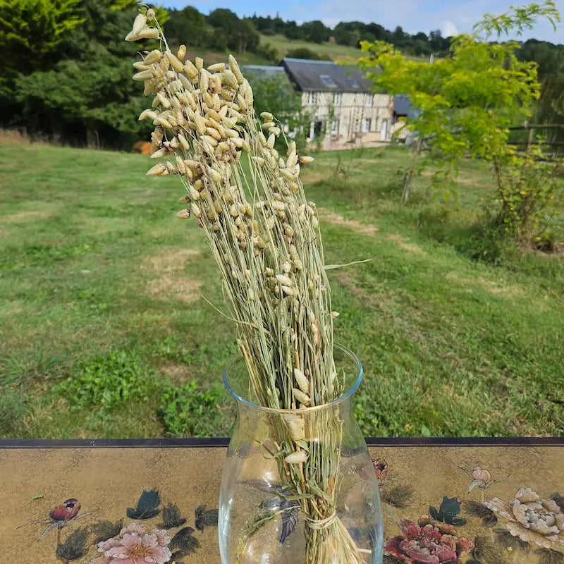 Botte de Briza maxima séchée, une graminée ornementale aux délicates clochettes pour alléger vos compositions.