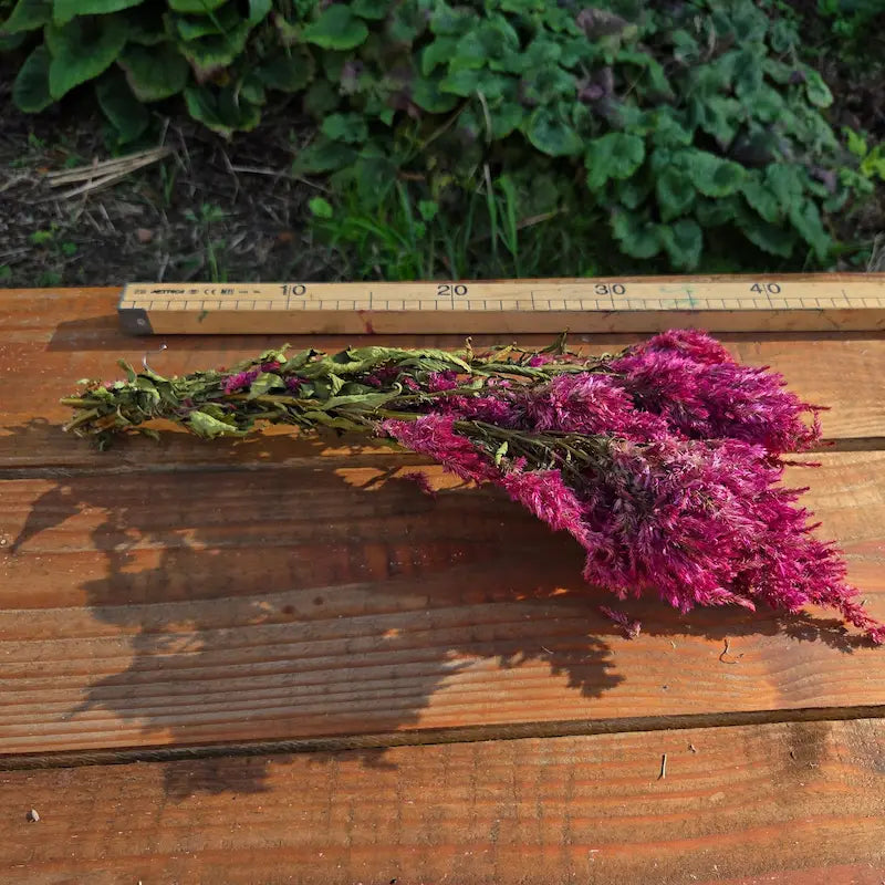 botte de fleurs séchées naturelles de célosie plumeuse rose cultivée en Normandie