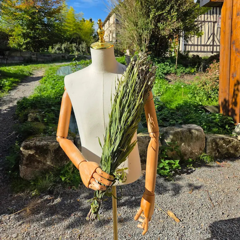 Tiges robustes de Chasmanthium séché, conditionnées en Normandie pour l'approvisionnement des fleuristes événementiels.