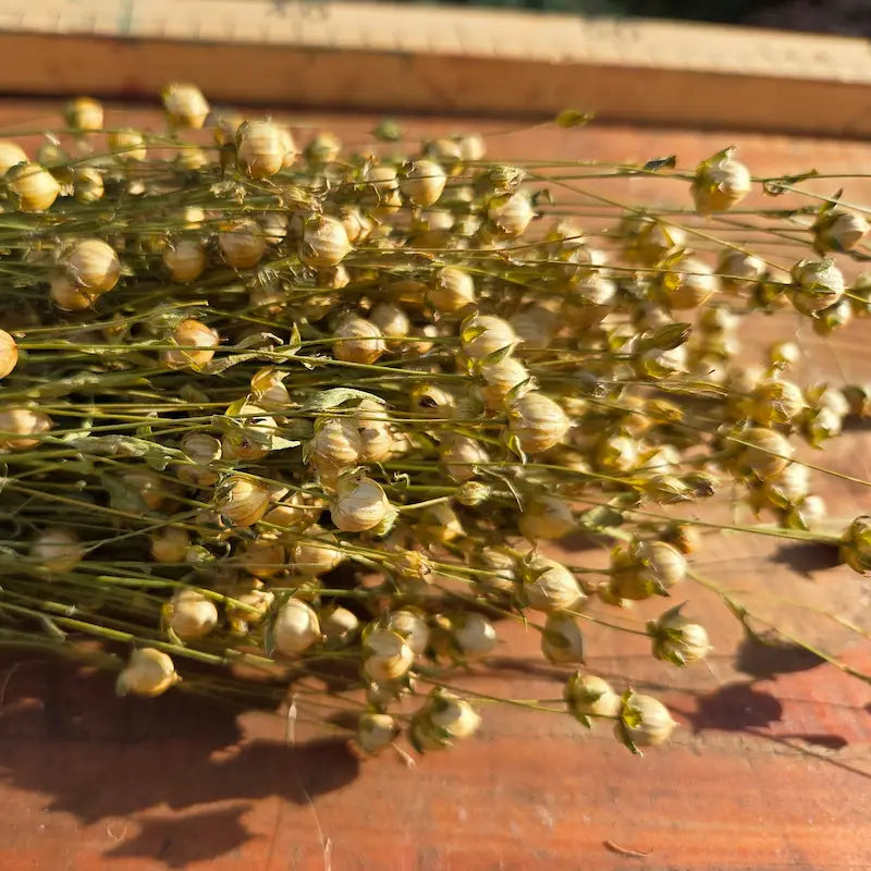 Gros plan apaisant sur les minuscules billes de graines parfaitement lisses, brillantes et blondes du lin séché par l'action combinée du soleil et du vent.