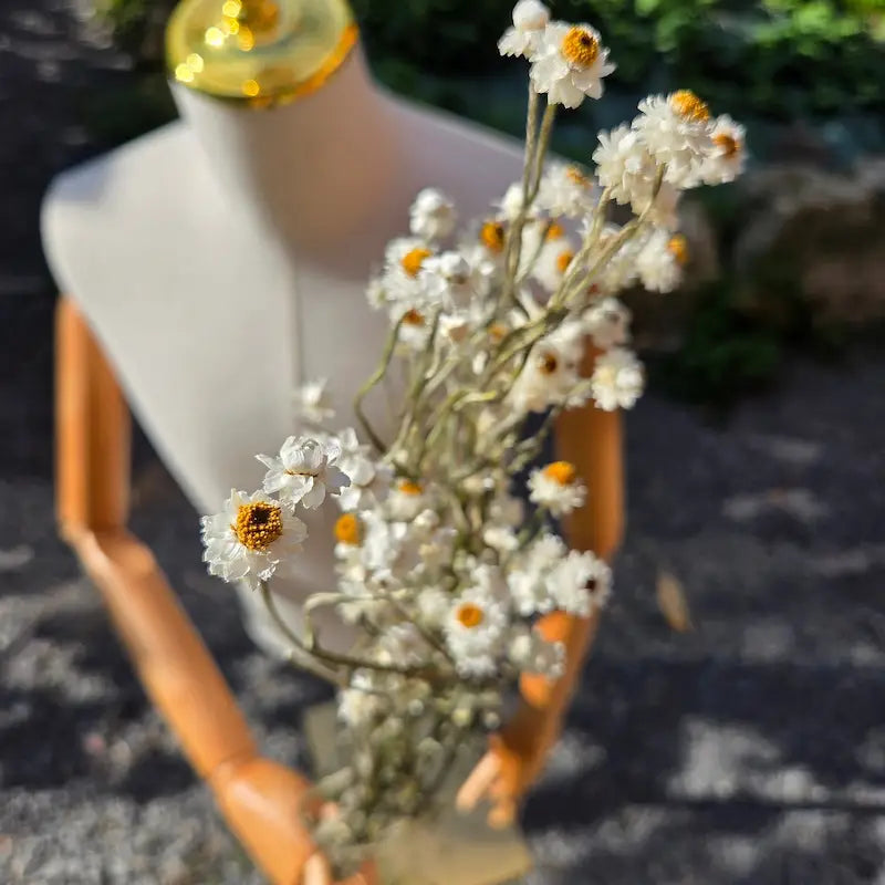 Texture détaillée des multiples petits capitules d'Ammobium, dont le cœur jaune bombé reste éclatant des années après séchage.