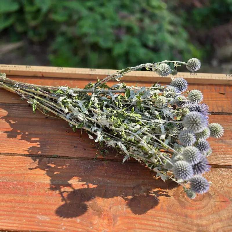 Echinops d'origine 100% française, récolté manuellement et trié avec précaution pour soutenir activement la filière du Slow Flower.