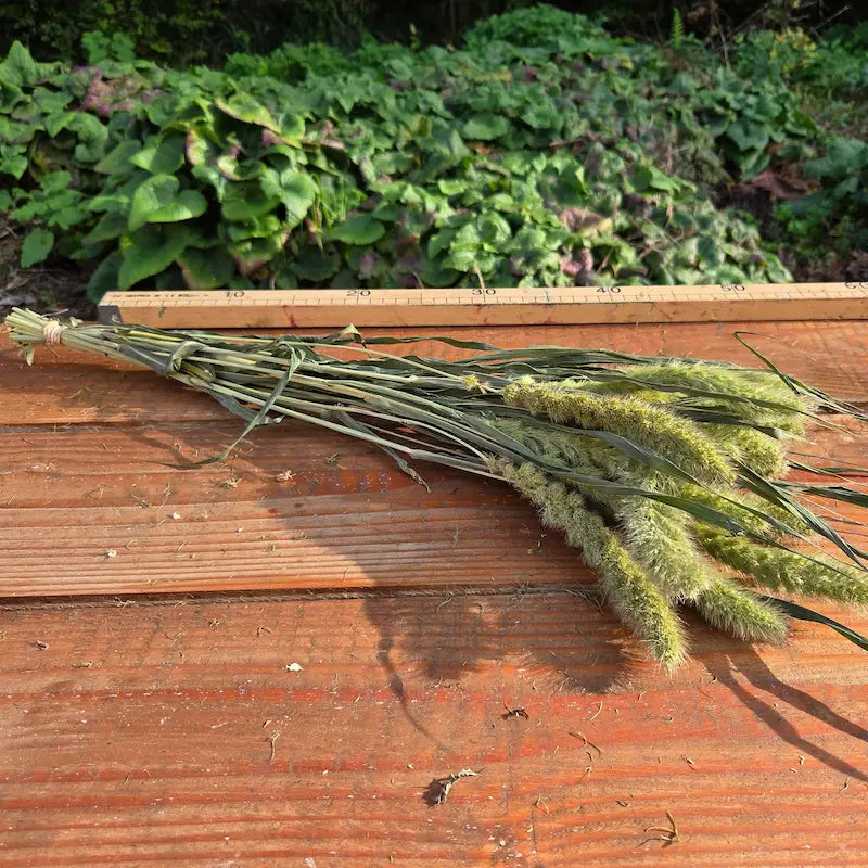 Sétaire naturelle verte produite suivant les principes de la permaculture