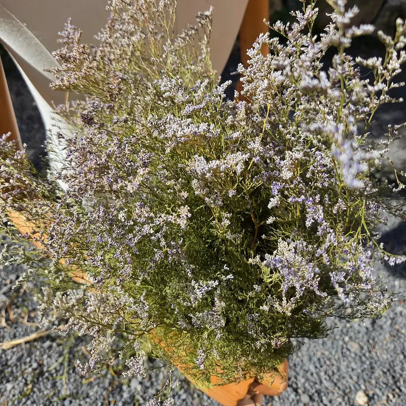 Faisceau de Statice caspia cultivé avec passion localement et proposé en botte vrac direct producteur pour la scénographie de vos événements à Paris ou Rouen.
