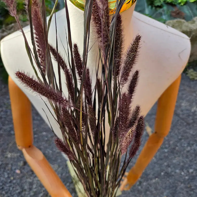 Texture macroscopique de l'épi dense, cylindrique et sombre de la Sétaire noire, séchée à l'air libre pour figer sa teinte.