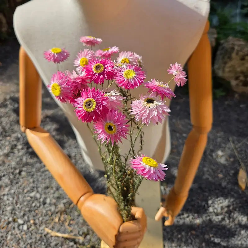Gros plan immersif sur les pétales nacrés et l'aspect unique de papier crépon de l'Acroclinium rose, séché naturellement.