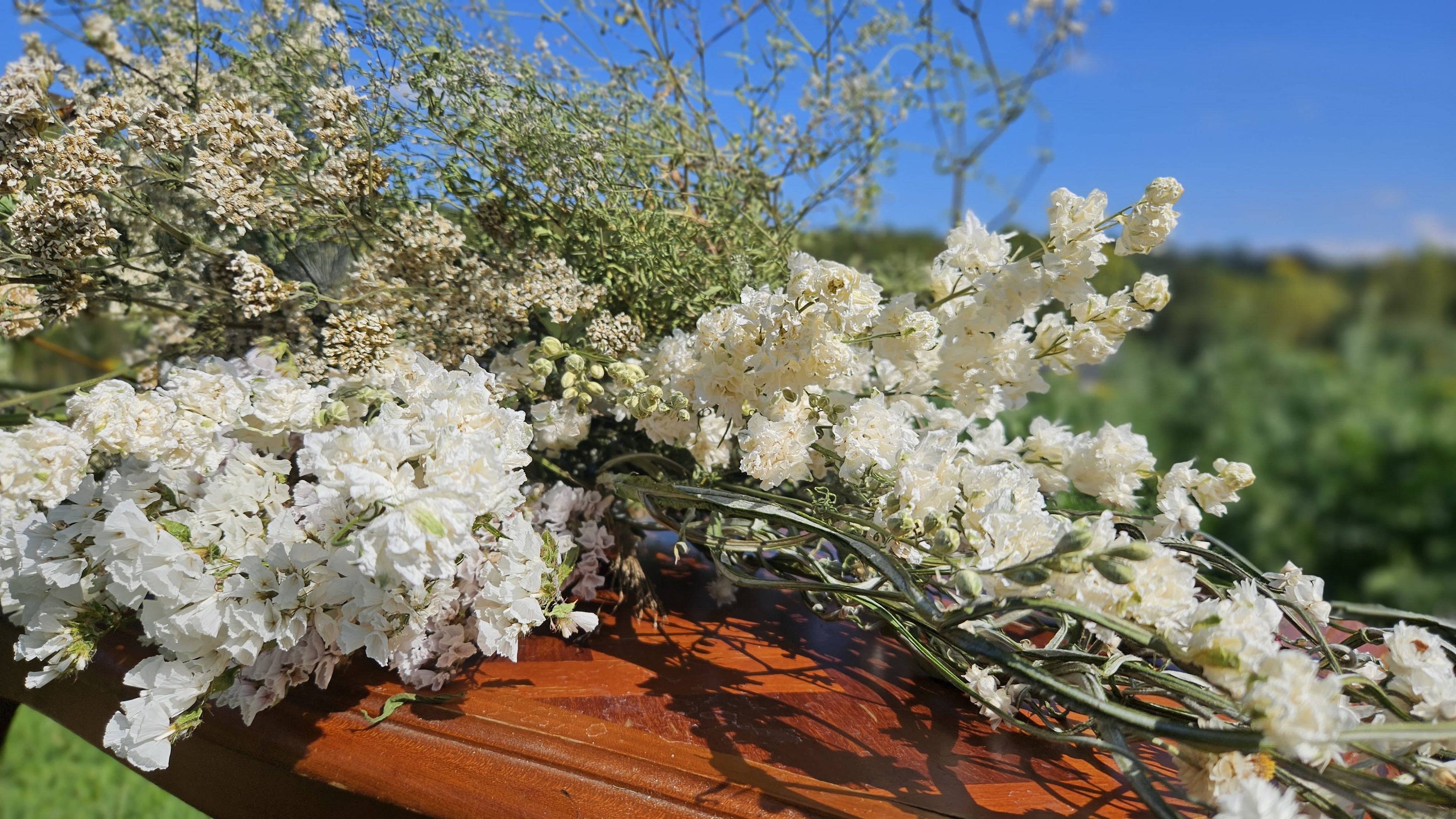 Fleurs séchées blanche