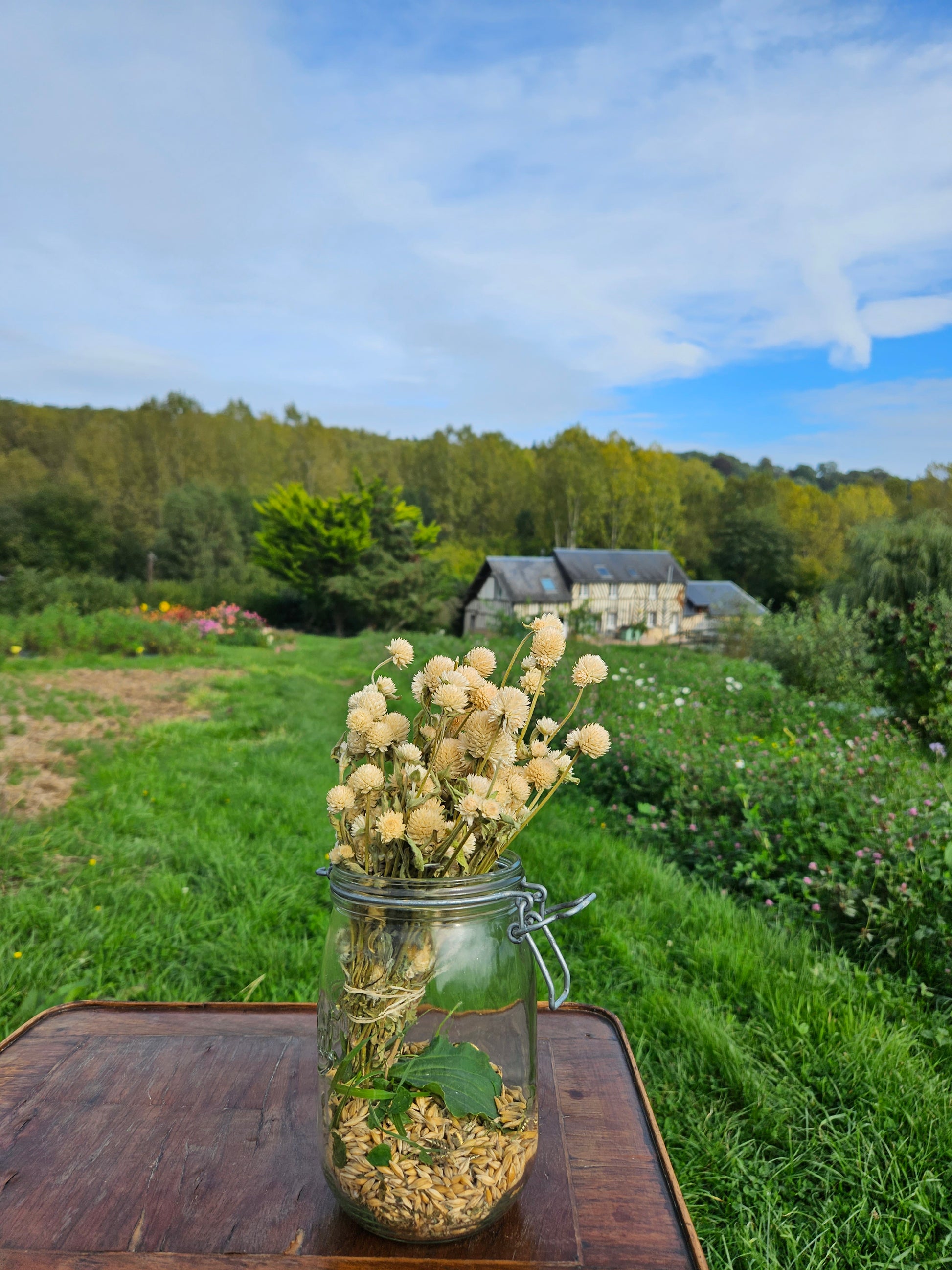 Gomphrena globosa blanc séchée Fleurs séchées françaises normandie Fleurs de la Clarté bottes grossiste diy pas cher