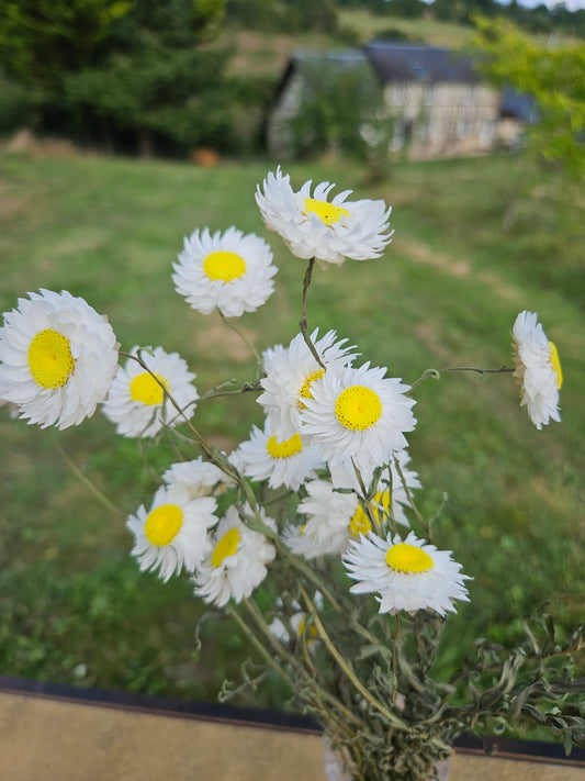 Acroclinium blanc séché