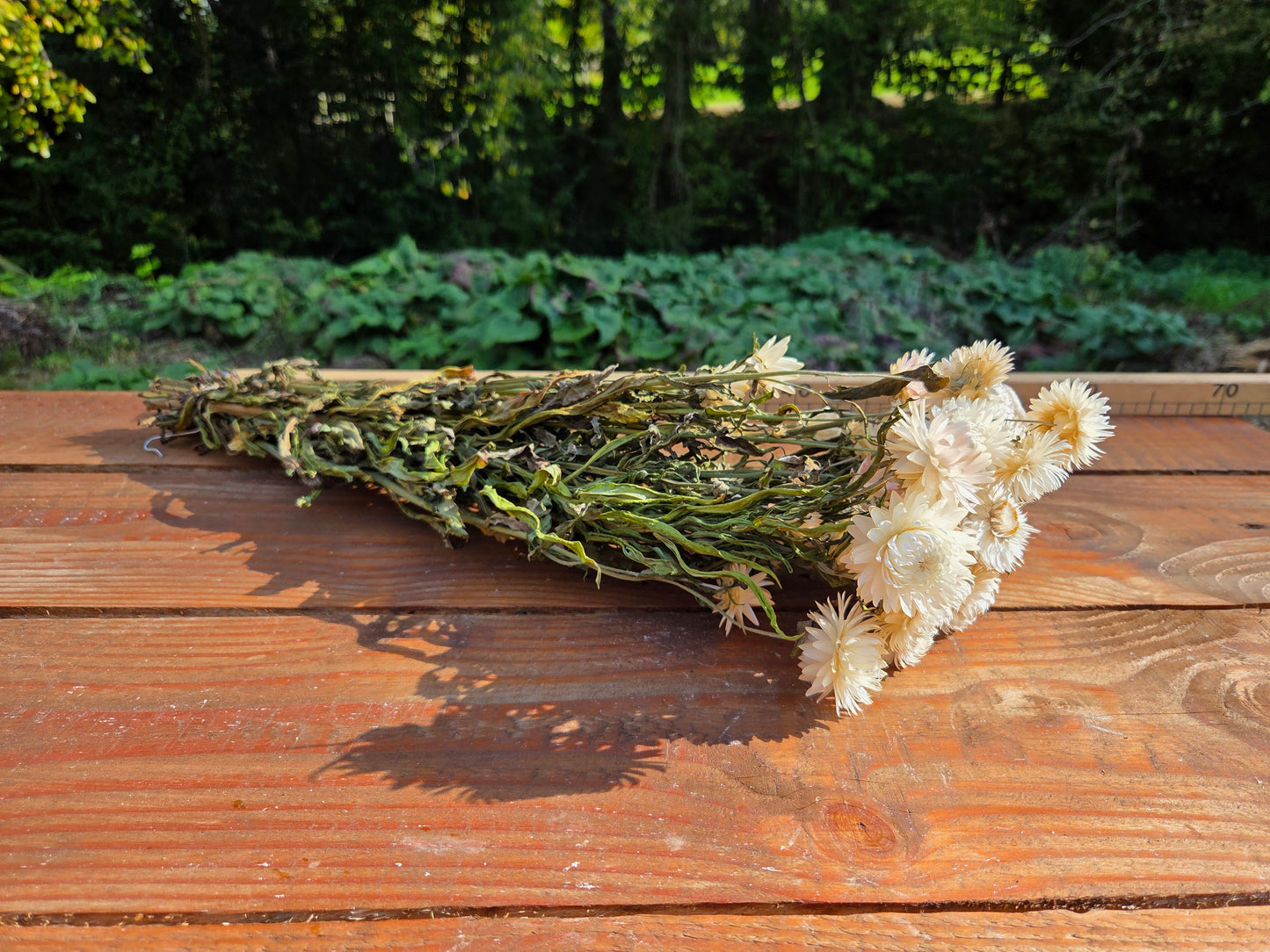 Immortelle blanche séchée