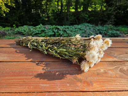 Immortelle blanche séchée