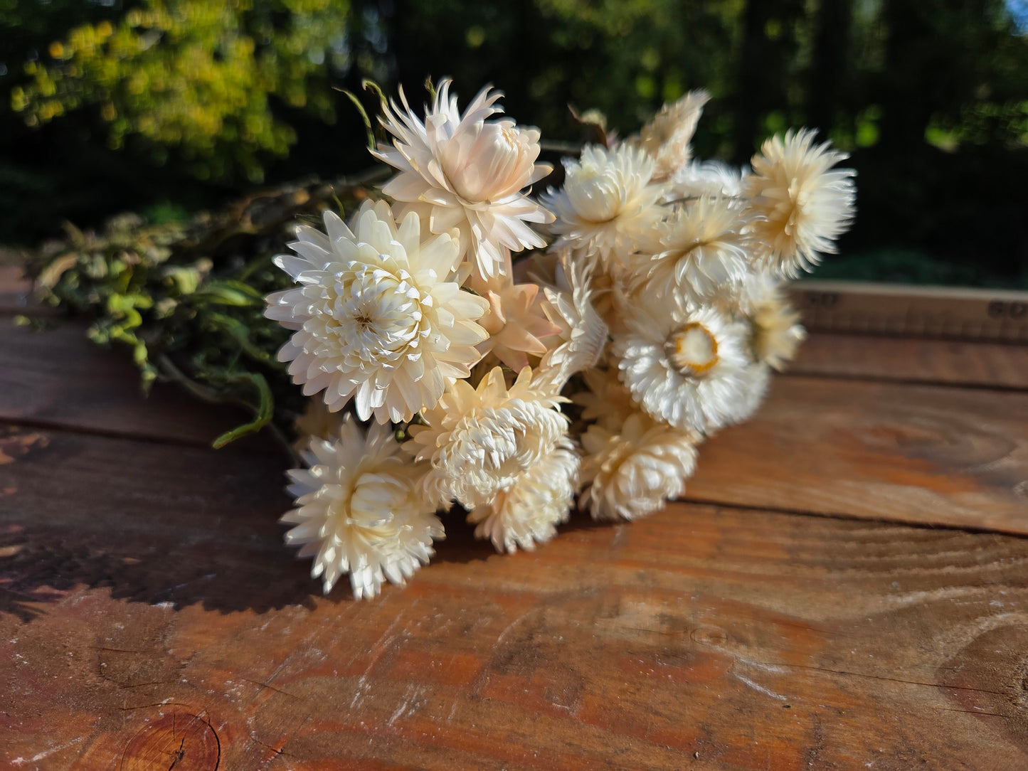 Immortelle blanche séchée