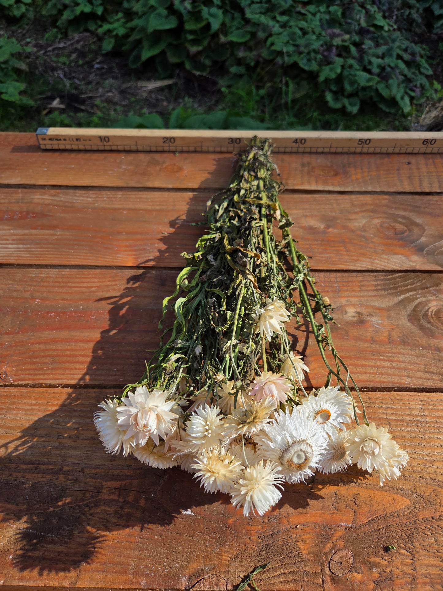 Immortelle blanche séchée