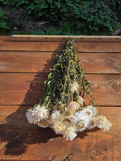 Immortelle blanche séchée