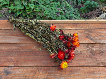 Immortelle orange séchée