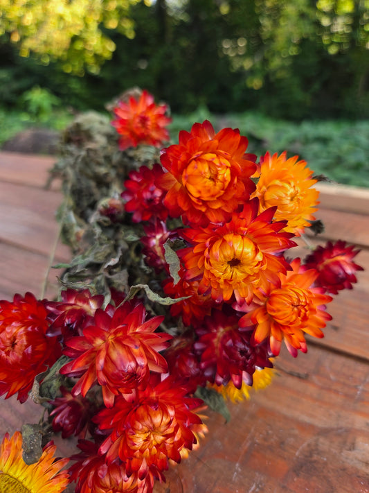 Immortelle orange séchée