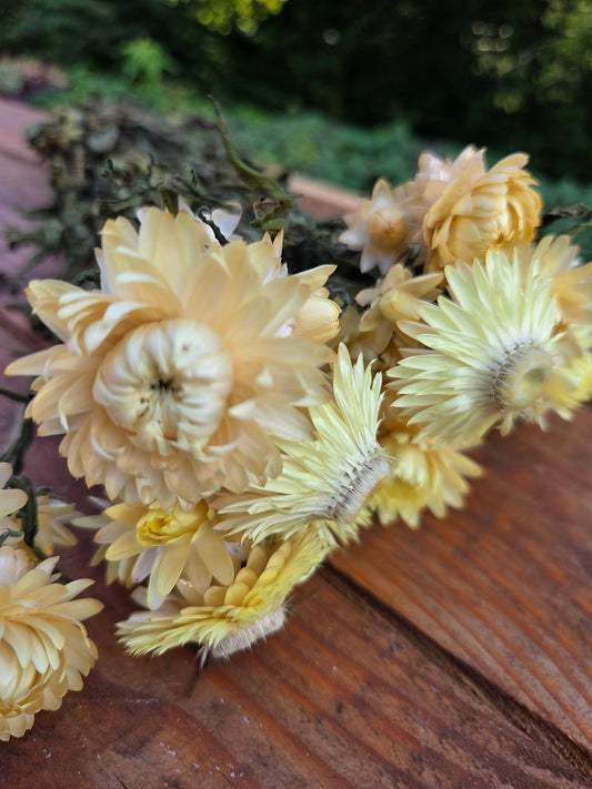 Immortelle jaune pâle séchée