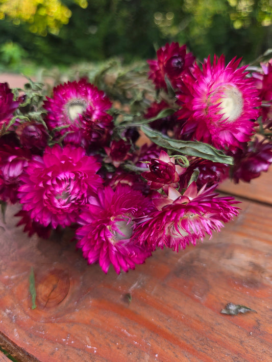 Immortelle rose séchée