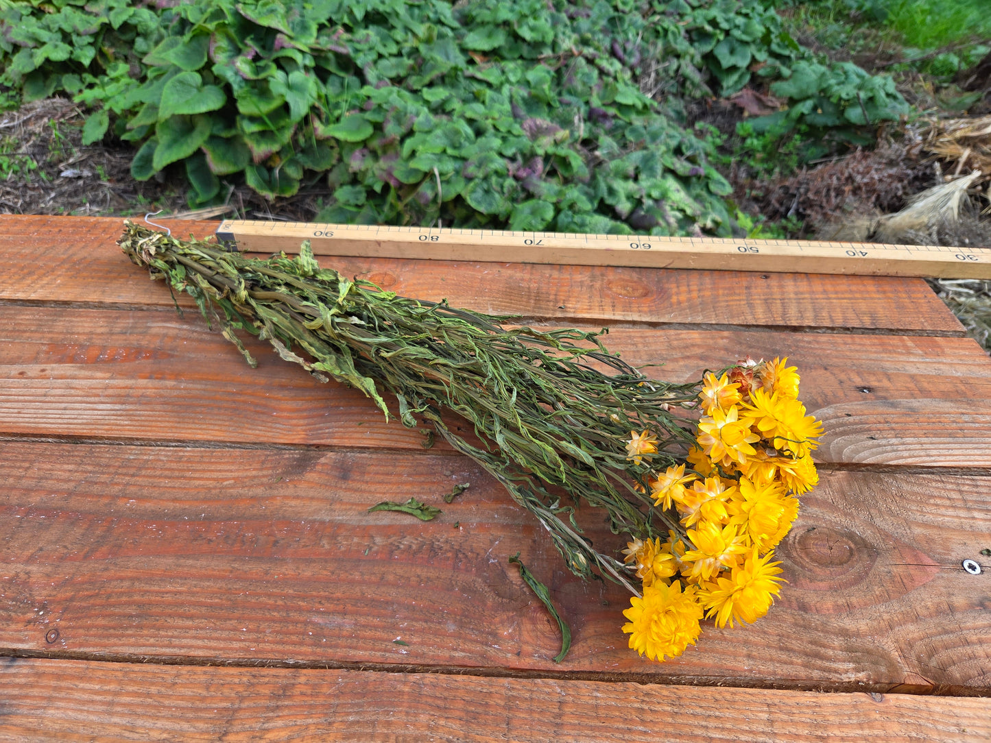Immortelle jaune séchée