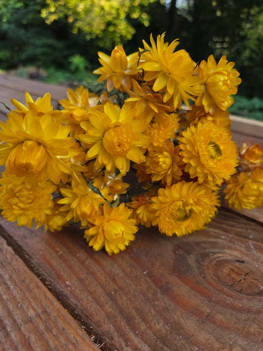 Immortelle jaune séchée