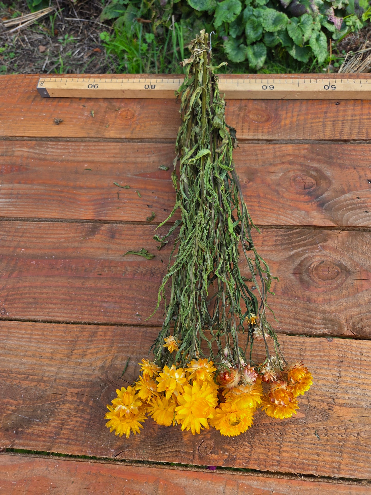 Immortelle jaune séchée