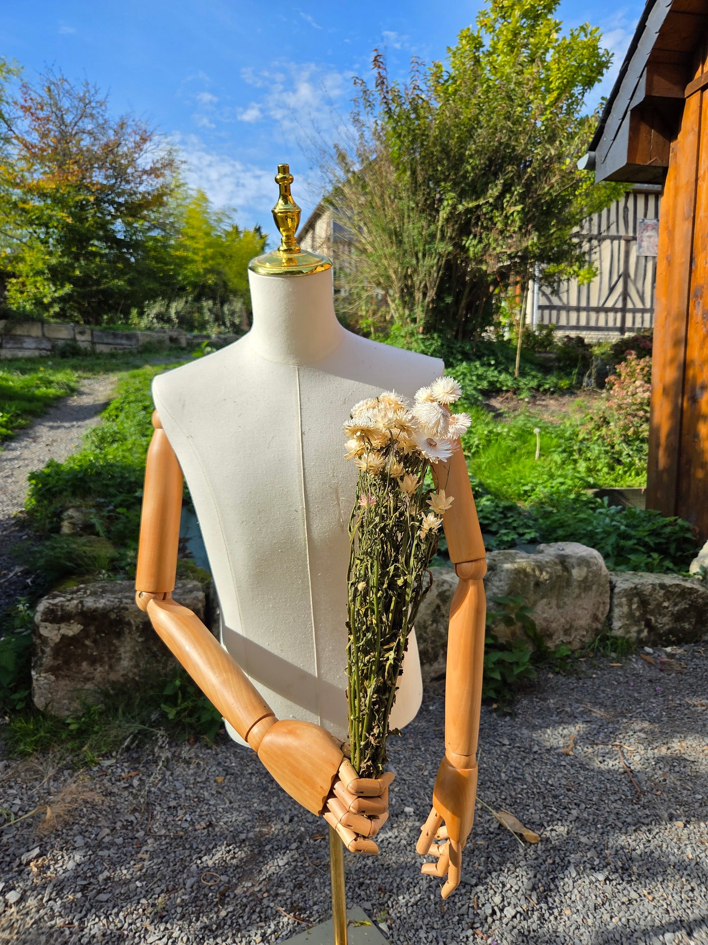 Immortelle blanche séchée