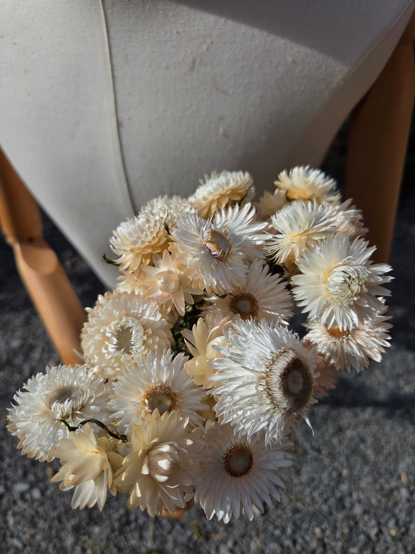 Immortelle blanche séchée