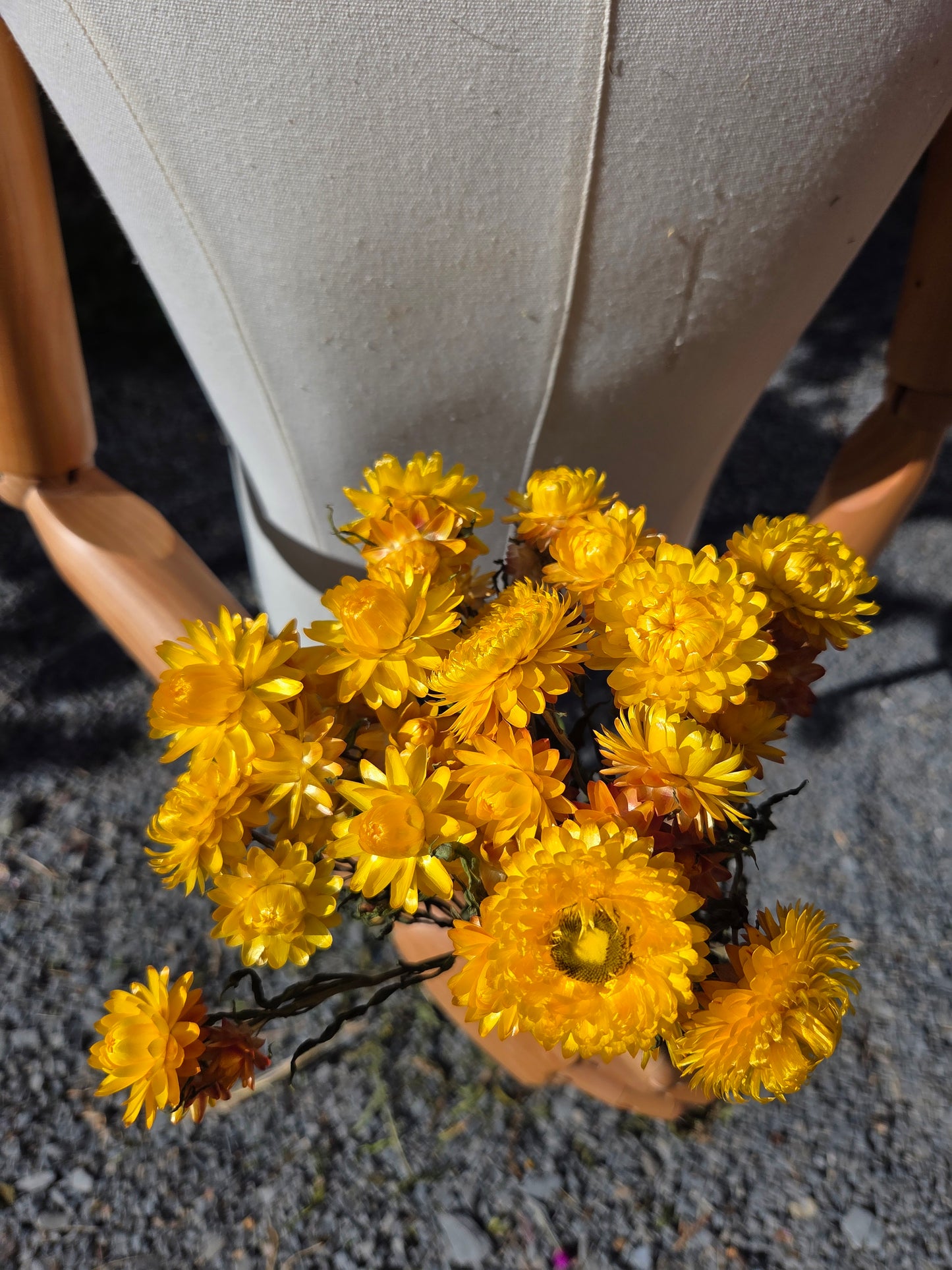 Immortelle jaune séchée